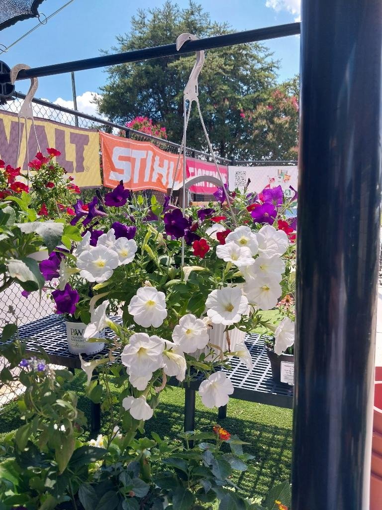 White Petunia Hanging Basket