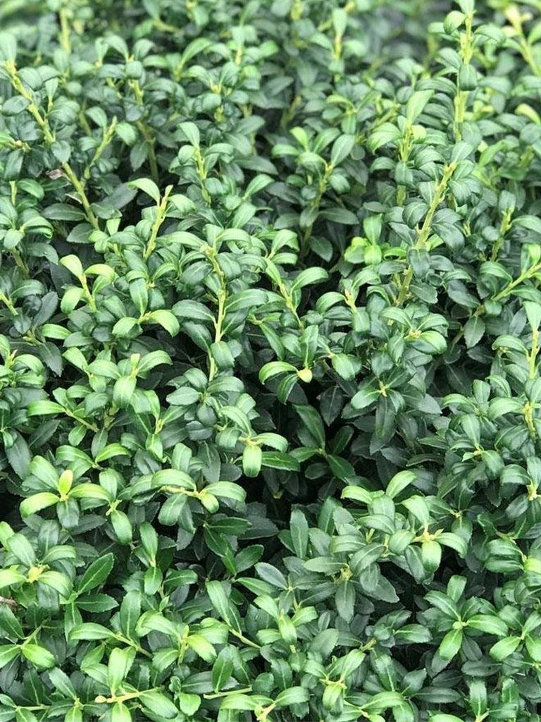 Ilex Soft Touch