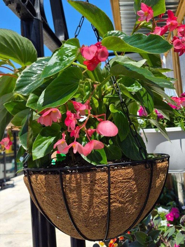 Angel Wing Begonia Hanging Basket