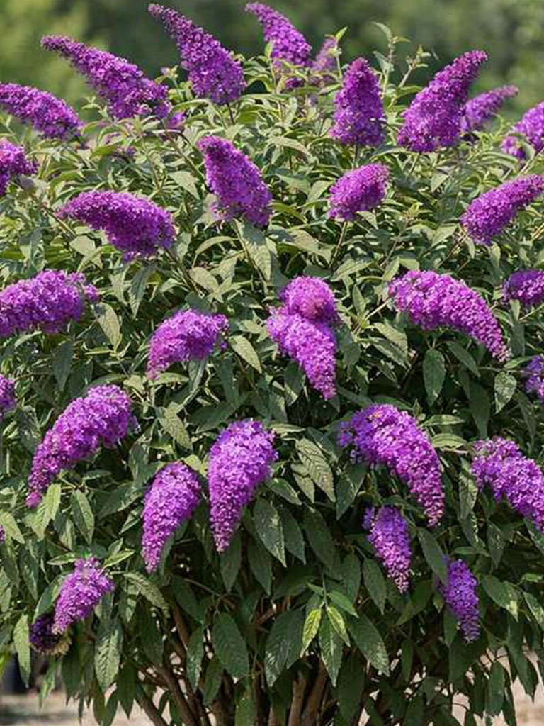 Butterfly Bush