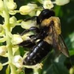AGTN Plant Inspector (Bee)