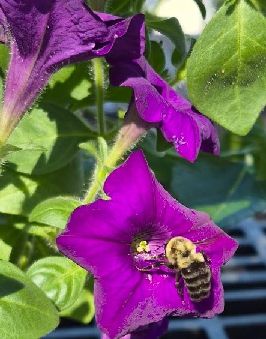 bee3