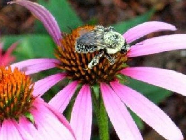 Bee Covered In Pollen