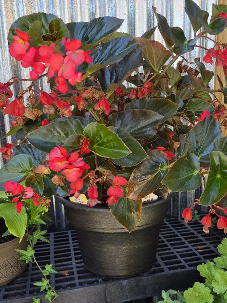 Angel Wing Begonia Planter