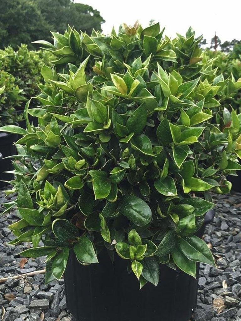 Ilex Carissa-holly