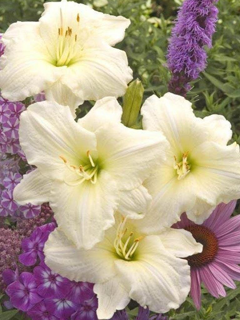 Hemerocallis Joan Senior – Daylilies