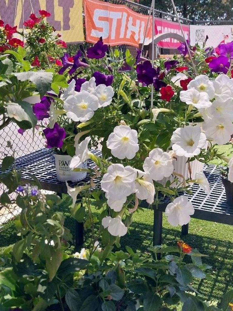 White Petunia Hanging Basket