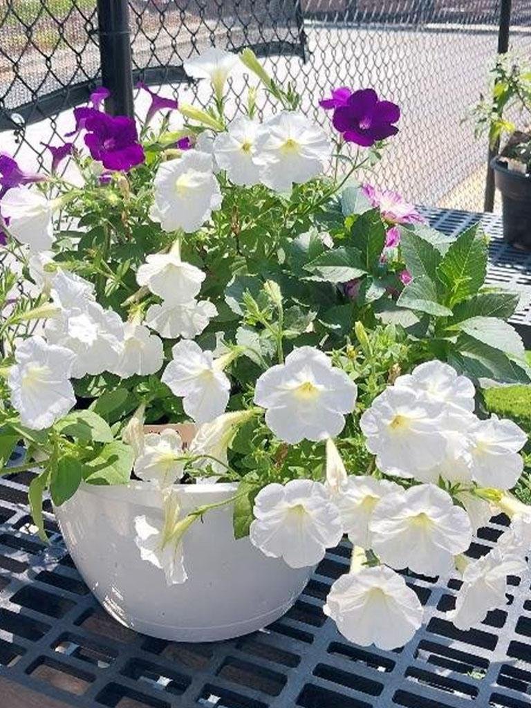 White & Purple Petunia Planter