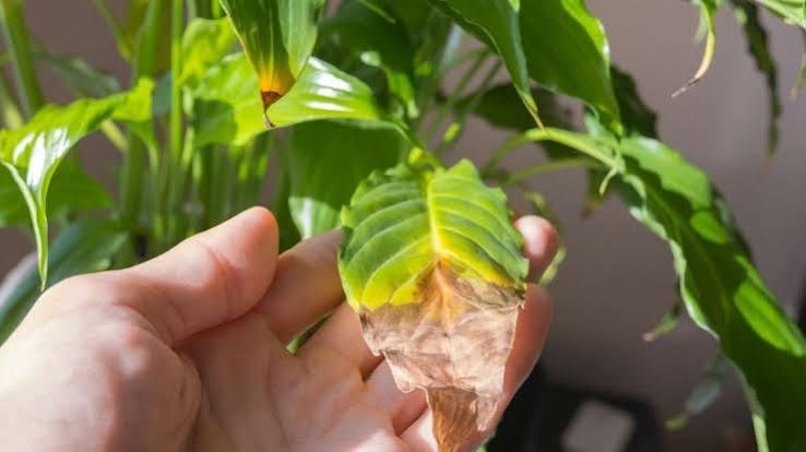 Excessive water or sun damaged leaf