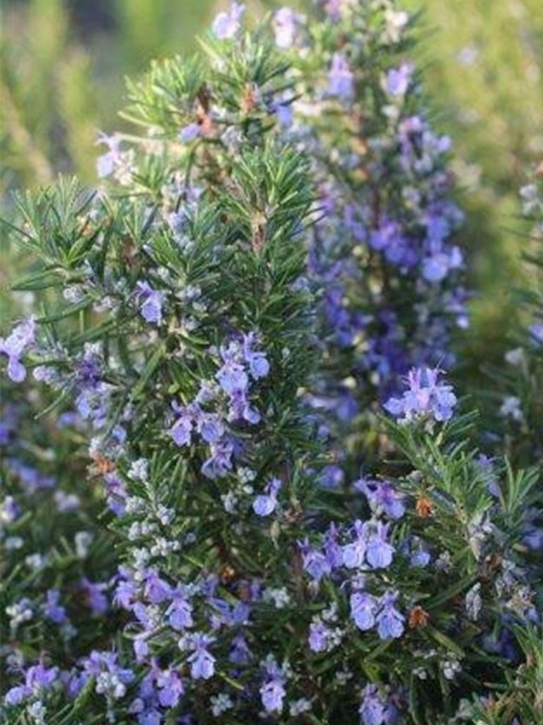 Rosemary