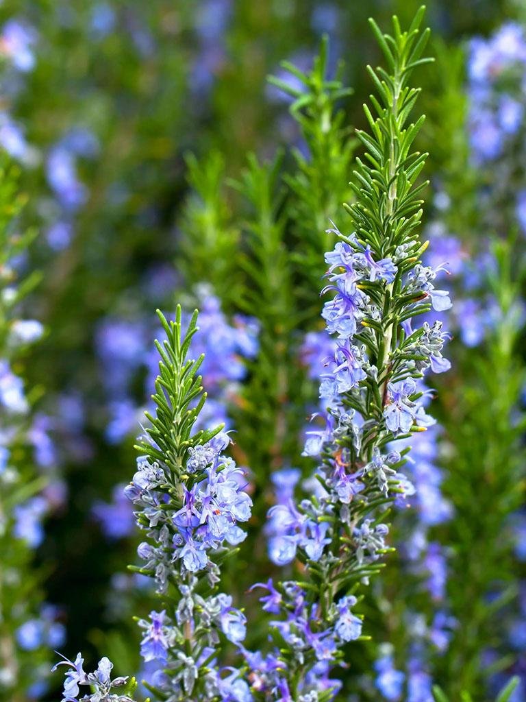 Rosemary