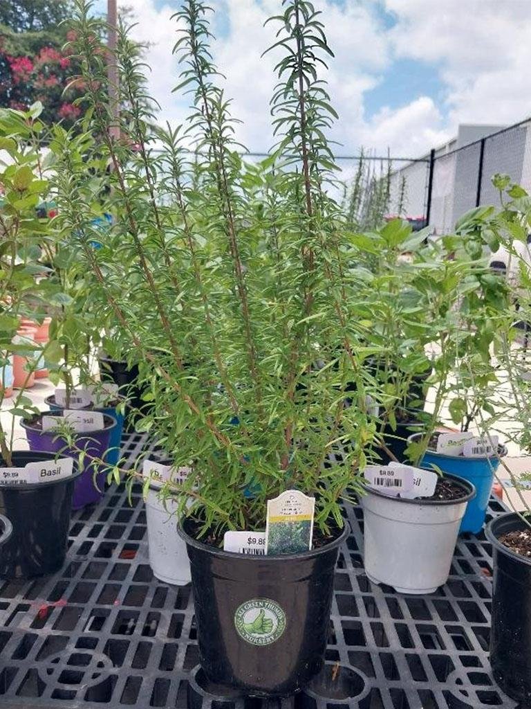 Rosemary