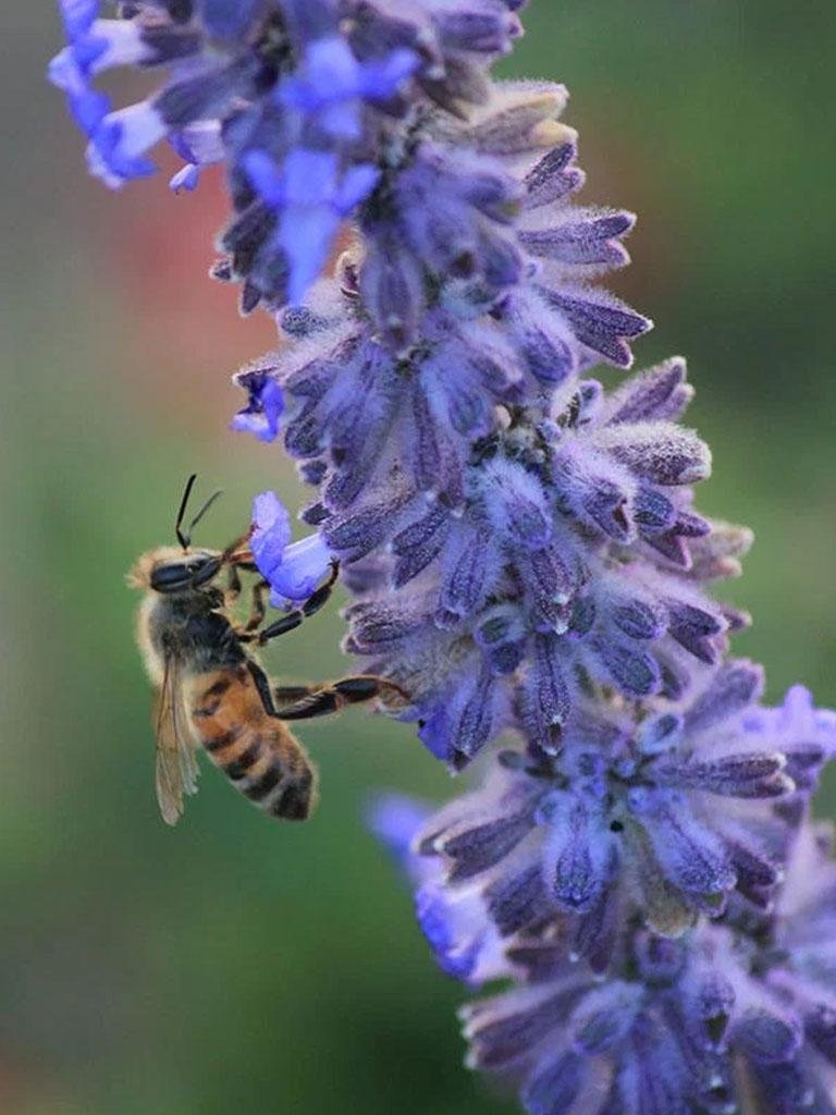 Russian Sage