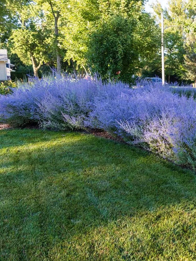 Russian Sage