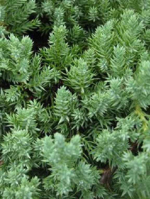 Juniperus procumbens ‘Nana’