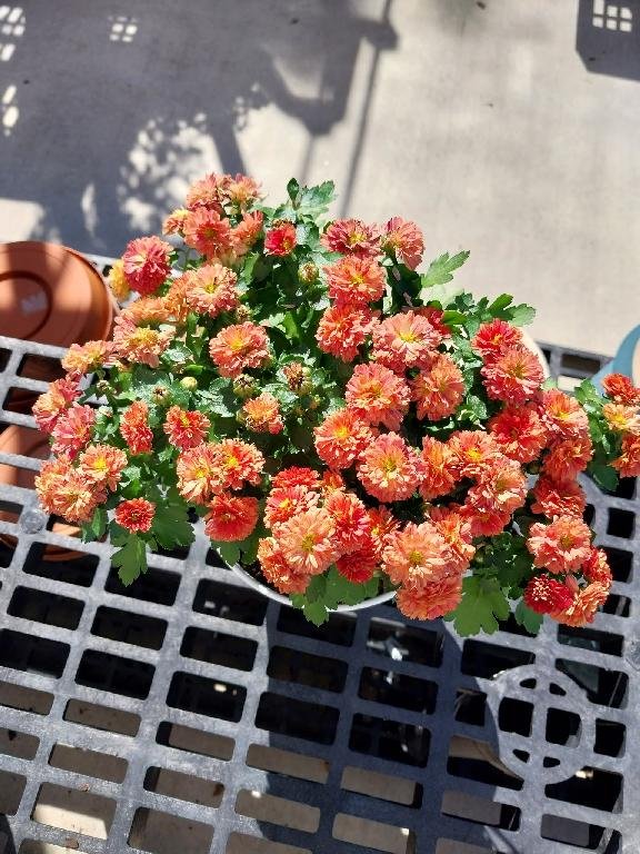 Orange Mums