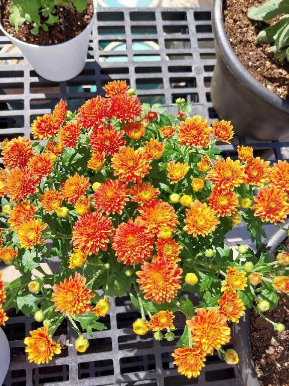 Yellow Mums