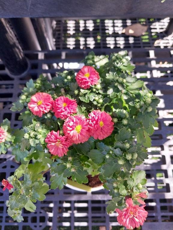 Pink Mums