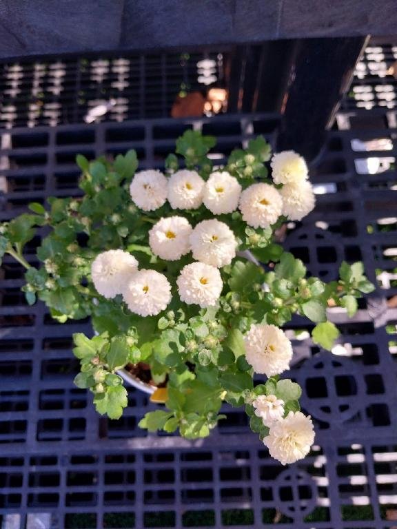 White Mums