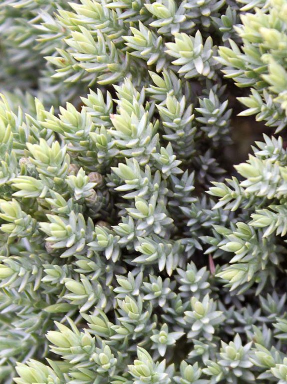 Juniperus procumbens ‘Nana’