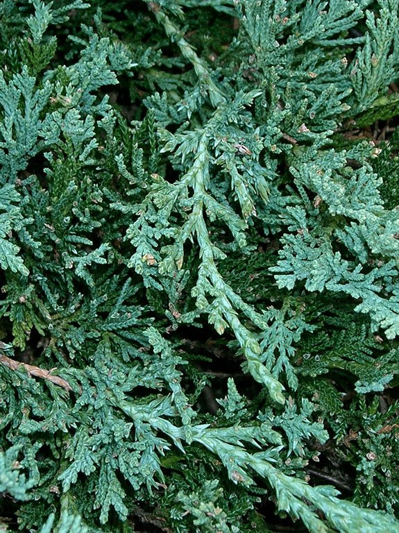 Juniperus horizontalis ‘Wiltonii’