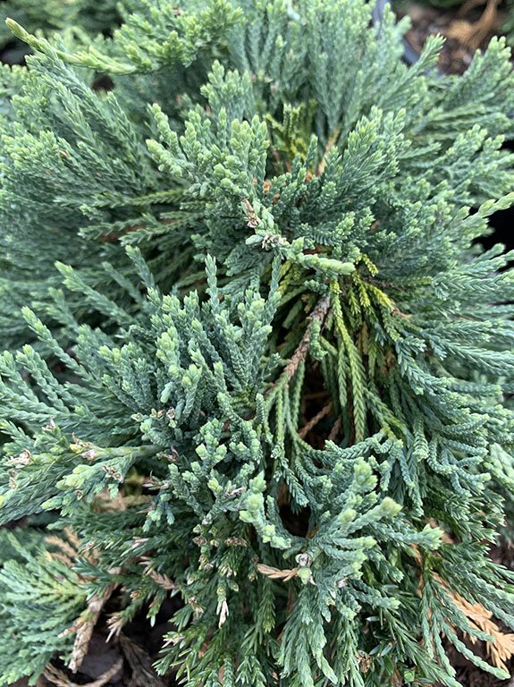 Juniperus horizontalis ‘Wiltonii’