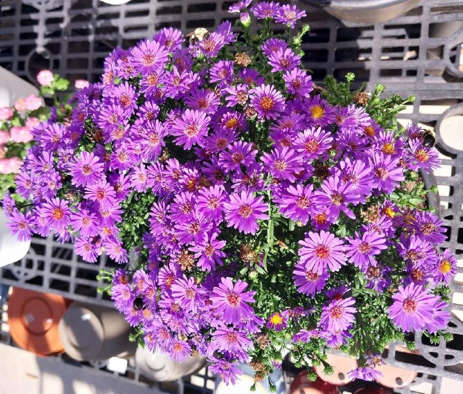 Blue Asters