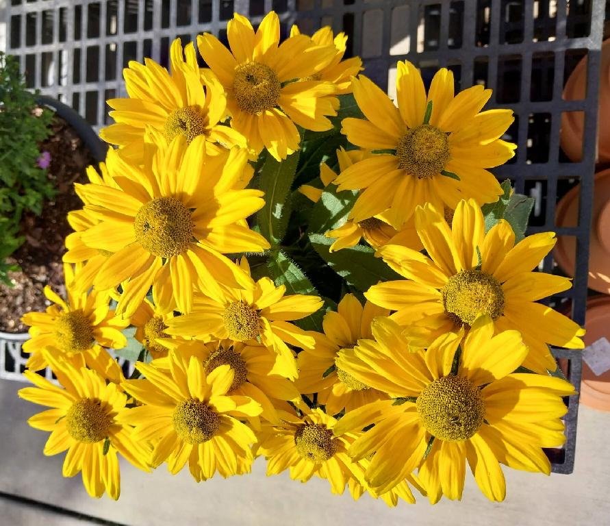 Black Eyed Susans