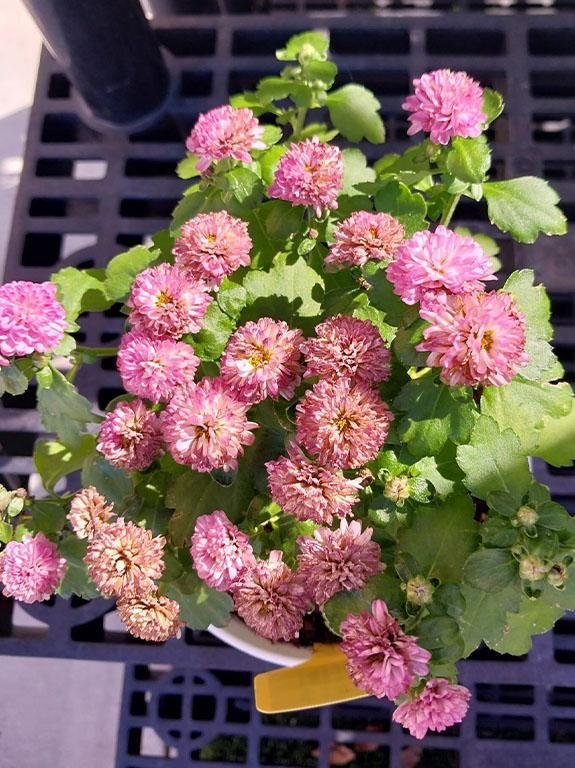 Rose Mums