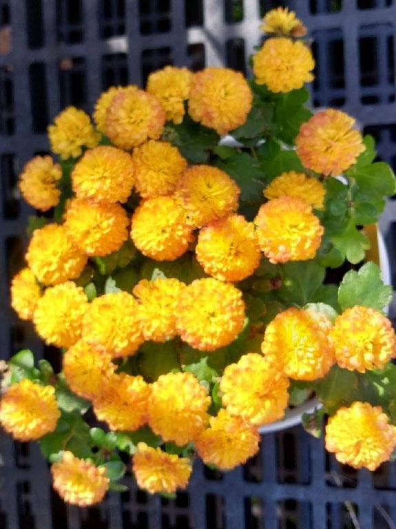 Yellow Mums