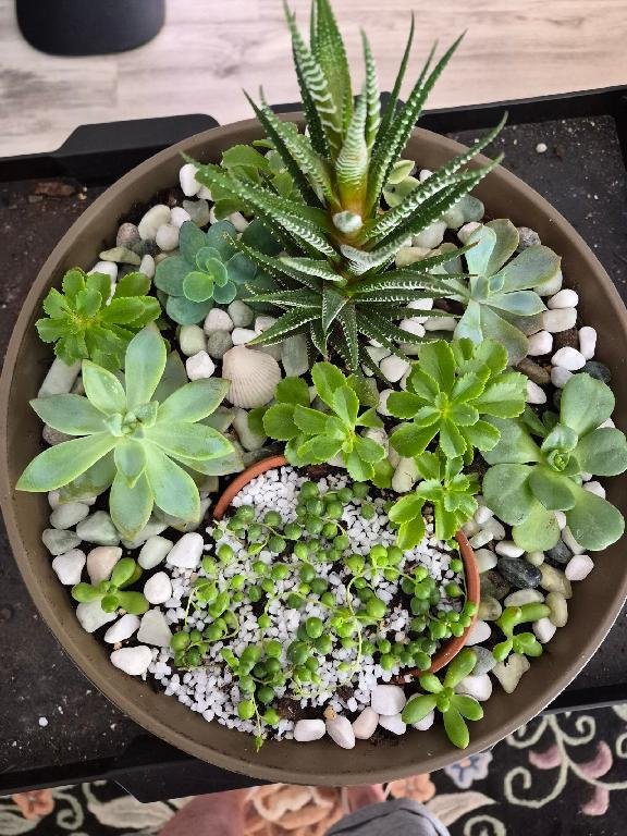Succulent Planter