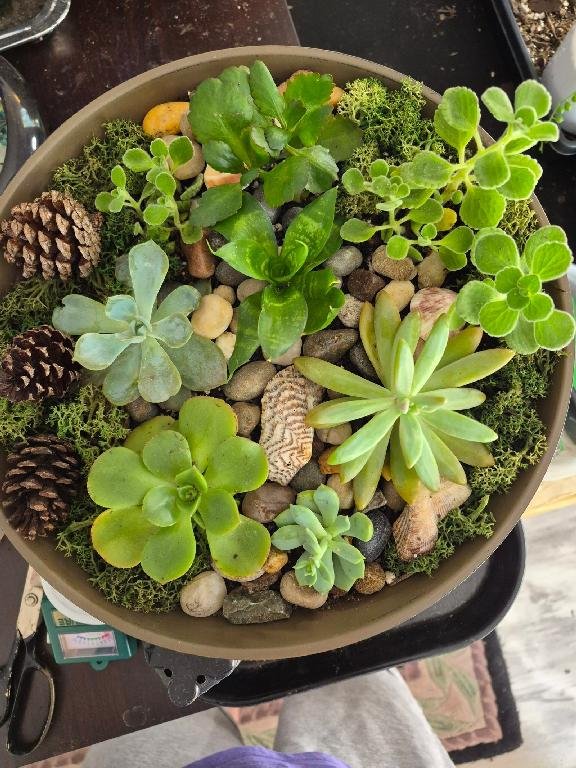 Succulent Planter