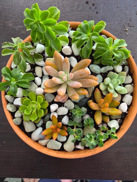 Fall Succulent Planter