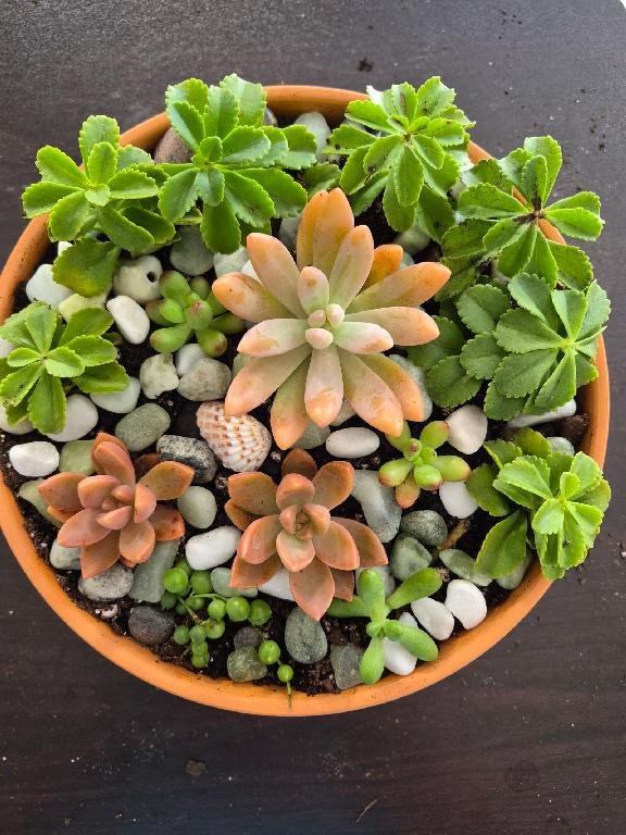 Fall Succulent Planter