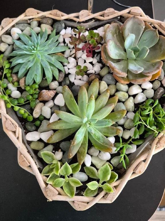 Succulent Heart Basket