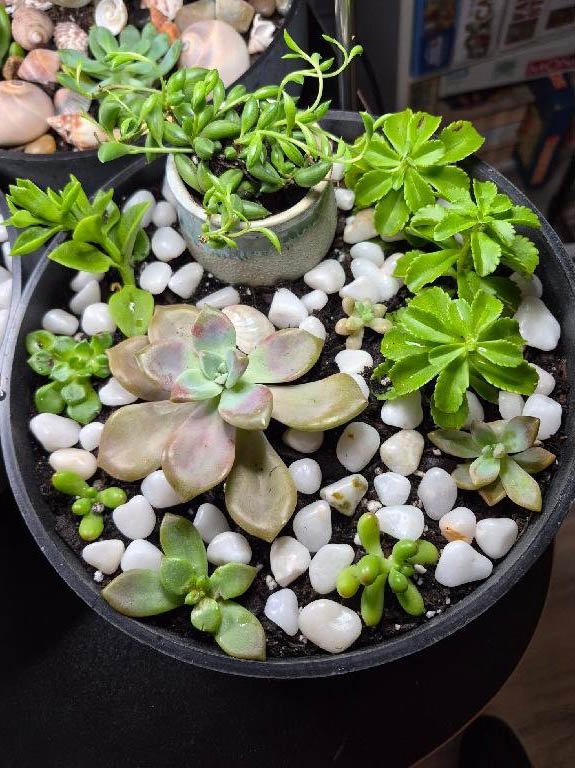 Succulent Planter